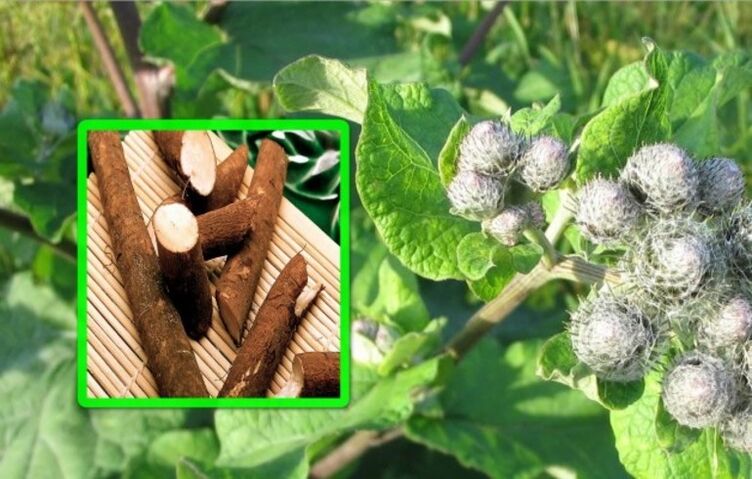 Burdock folk remedies are highly valued in the treatment of arthrosis of the knee joint. 